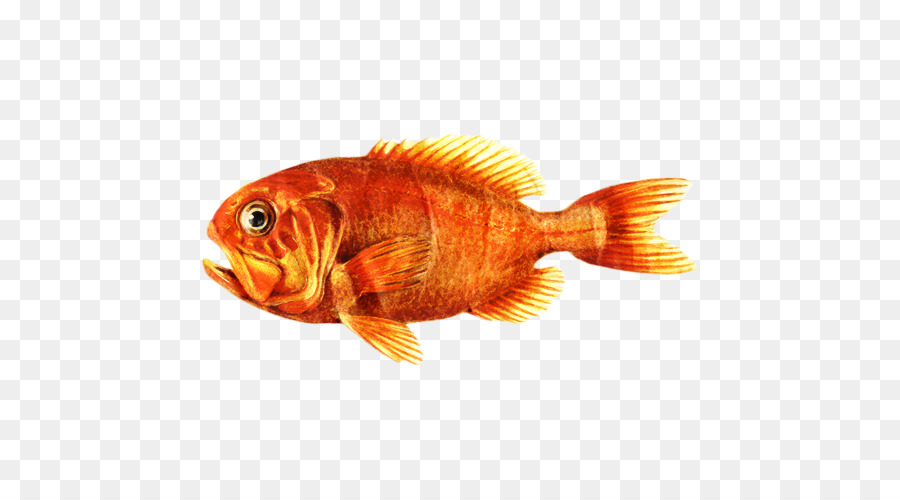 Золотая рыбка，хоплостет PNG