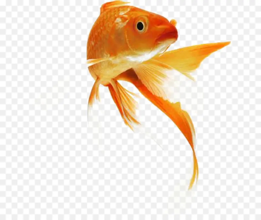 Кои，Золотая рыбка PNG