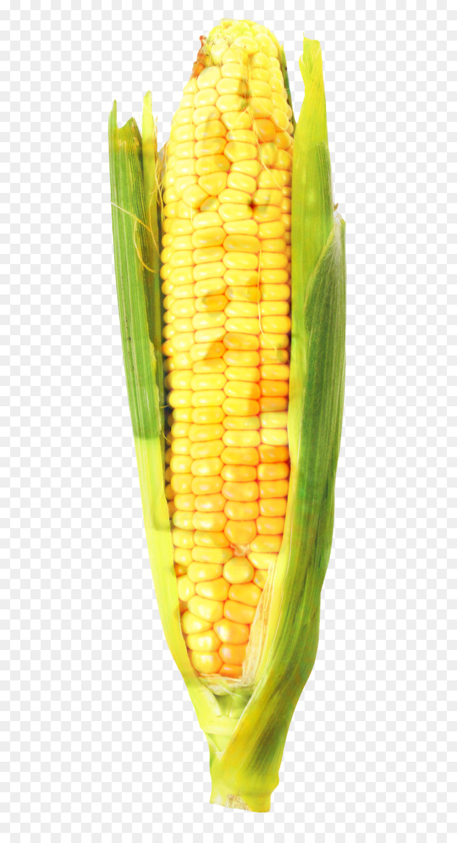 кукуруза в початках，кукуруза PNG