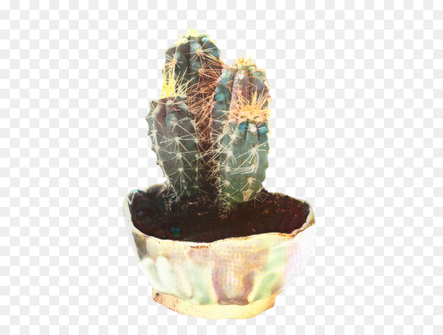 кактус，Echinocereus PNG