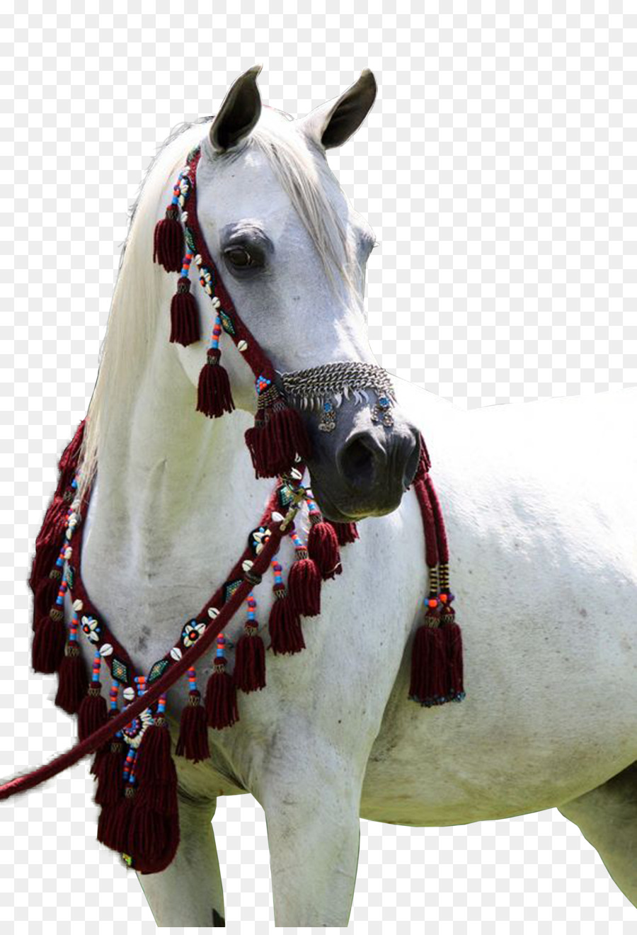 Аравийская лошадь，жереблет PNG