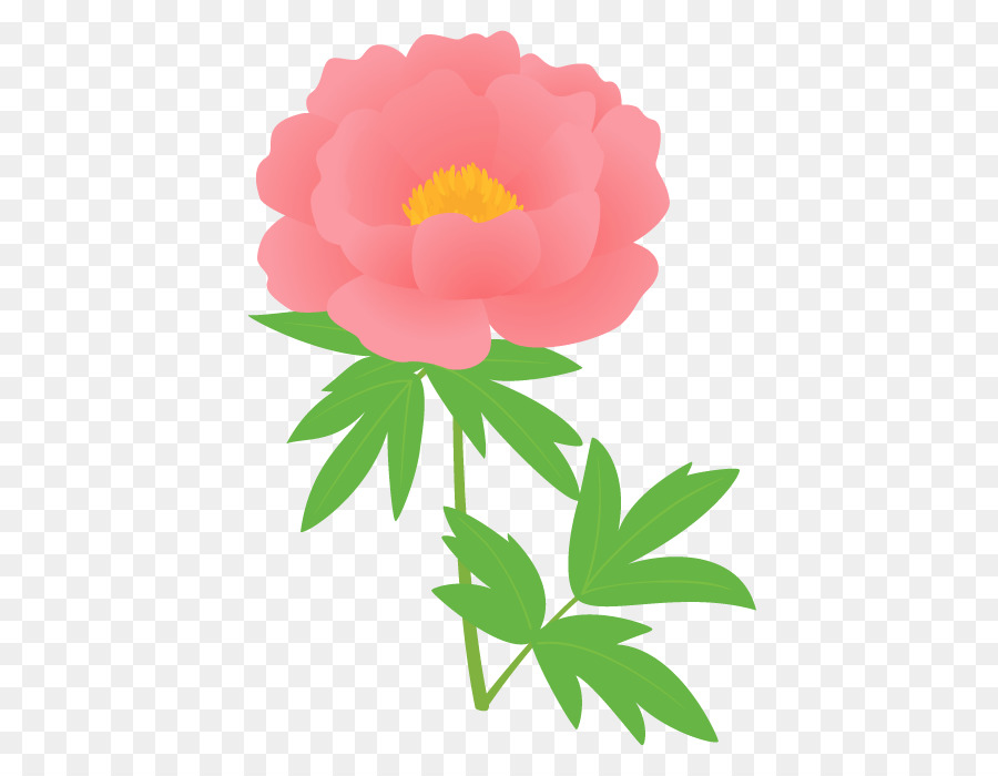 Сад роз，Пион PNG