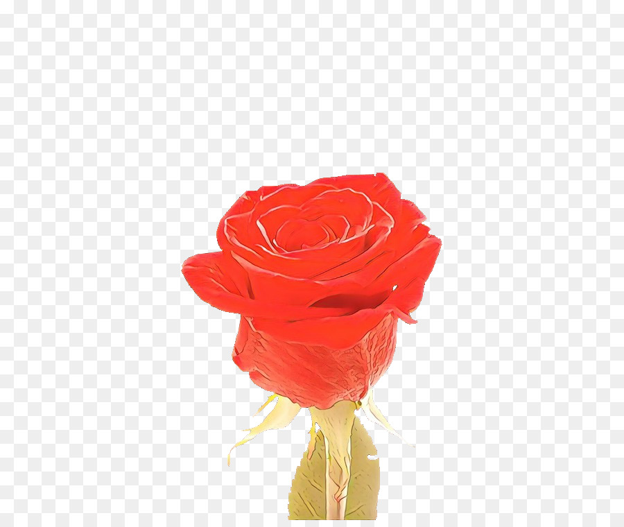 Сад роз，Роза PNG