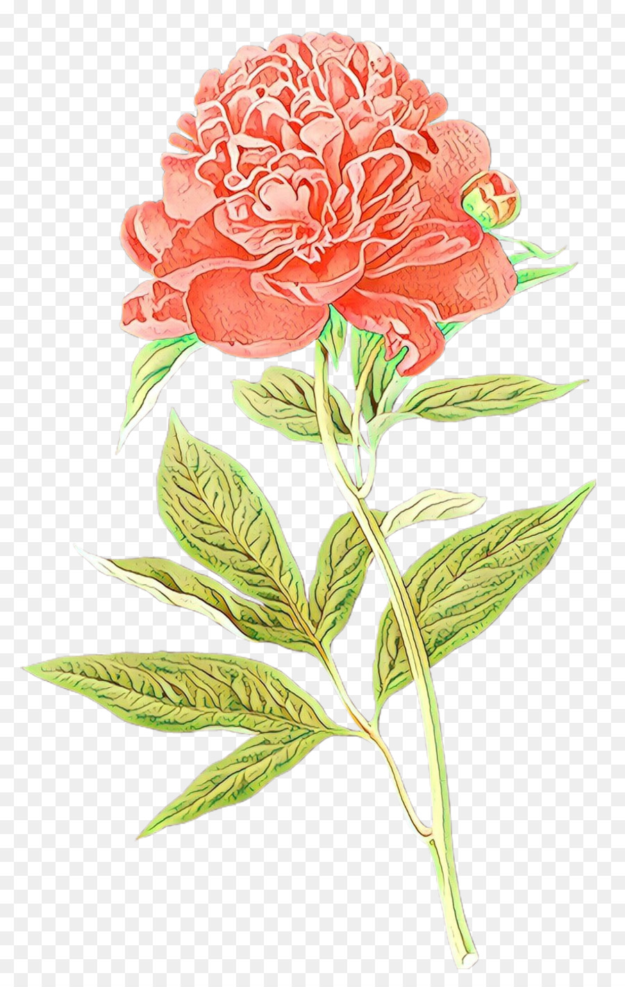 Ботаническая иллюстрация，Роза PNG