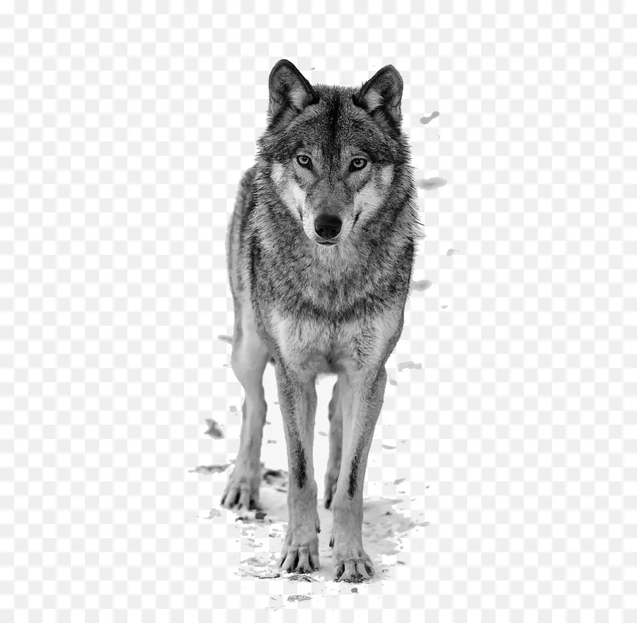 Черный волк，Арктический волк PNG