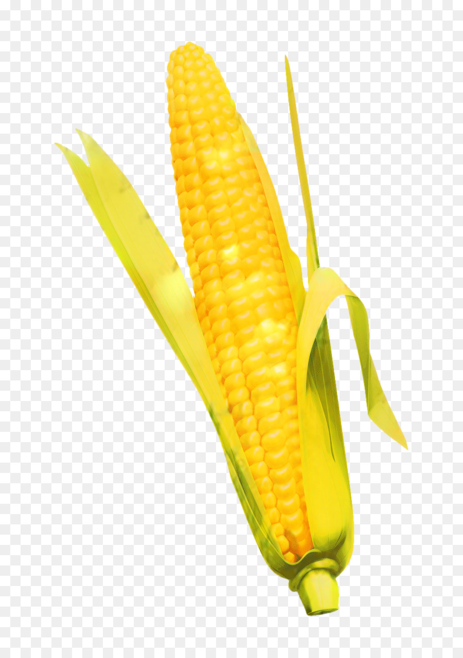 кукуруза в початках，ядра кукурузы PNG