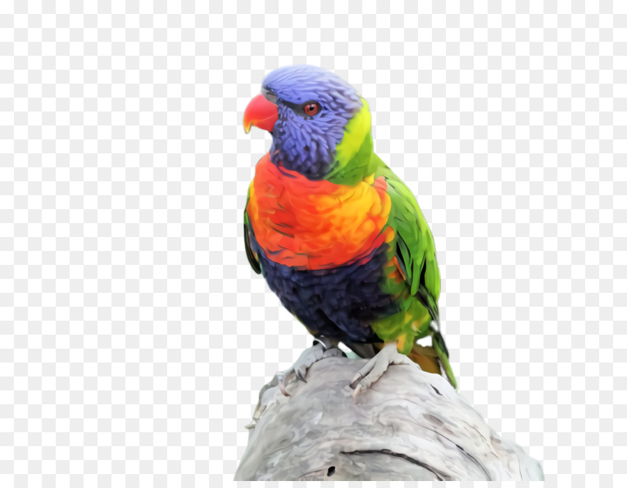 Parakeet，Ара PNG