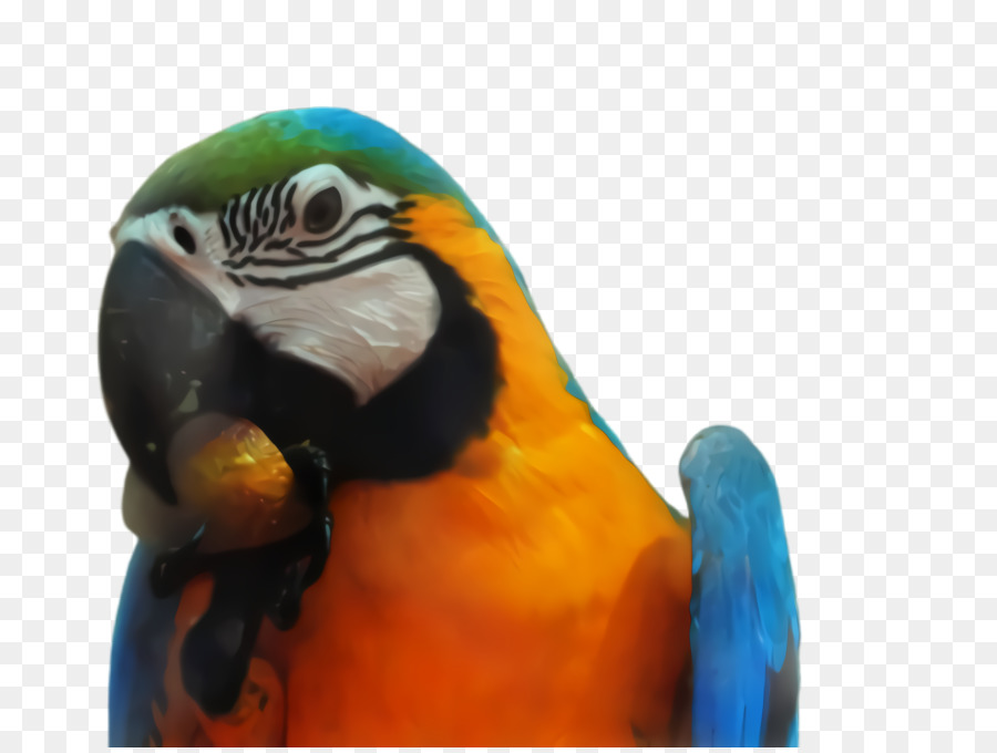 Ара，Parakeet PNG