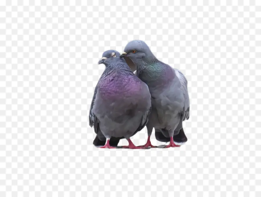 голуби и горлицы，Клюв PNG