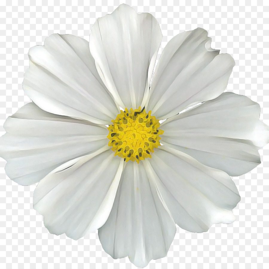Белые цветы на прозрачном фоне
