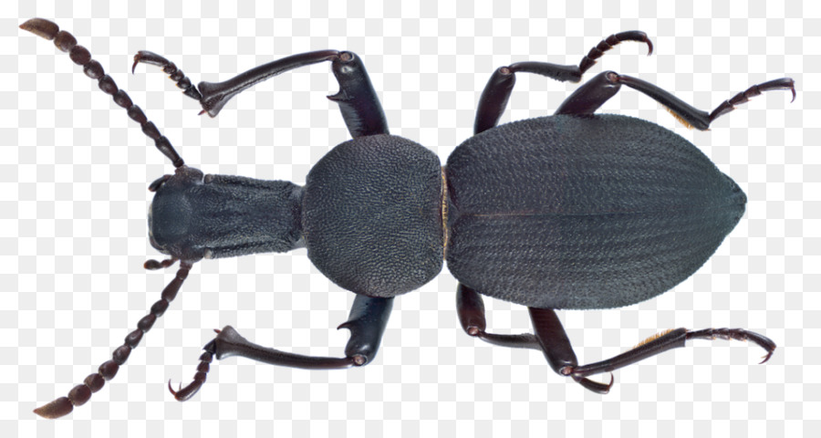 темный жук，антаксия PNG