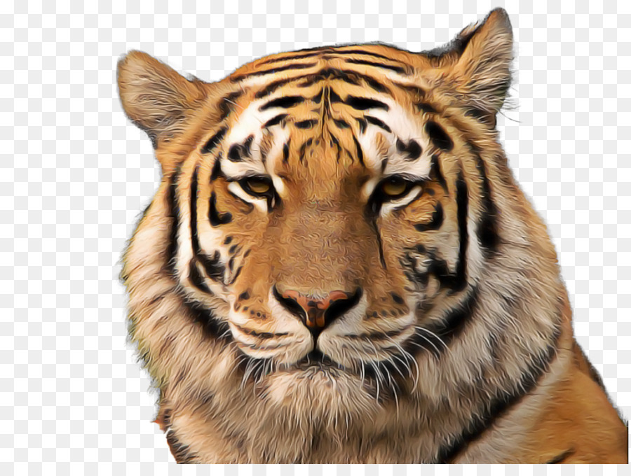 Белый тигр，Бенгальский тигр PNG