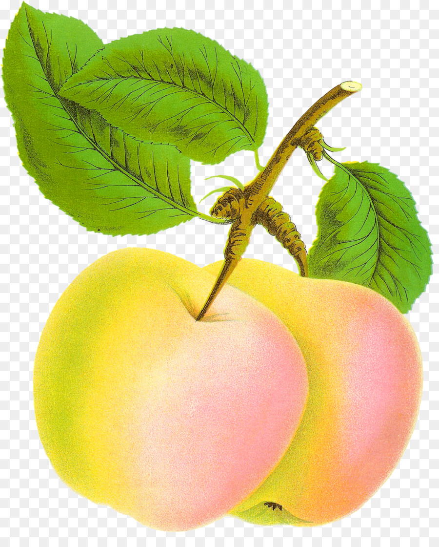 Яблоко рисунок