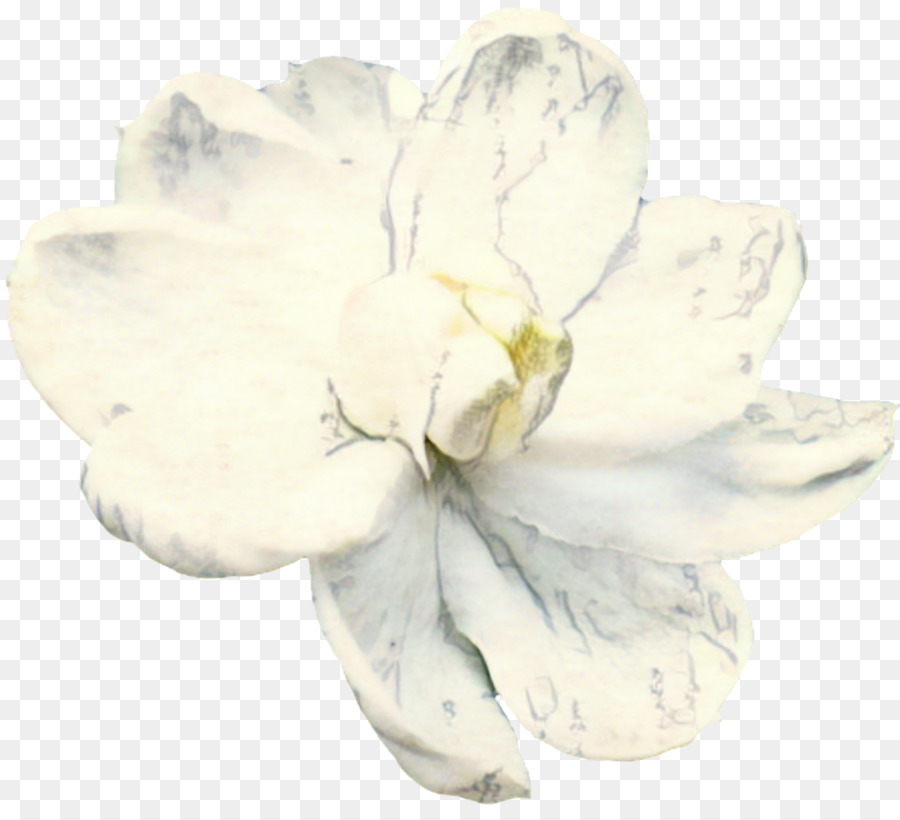 лепесток，срезанные цветы PNG