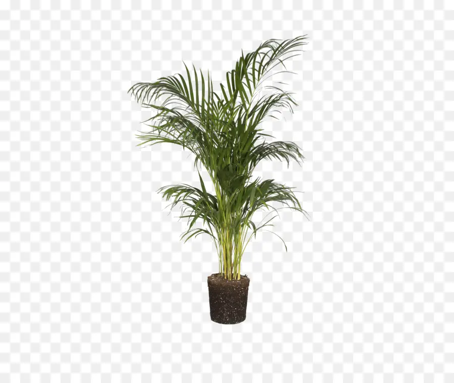 Арековая Пальма，Комнатное растение PNG