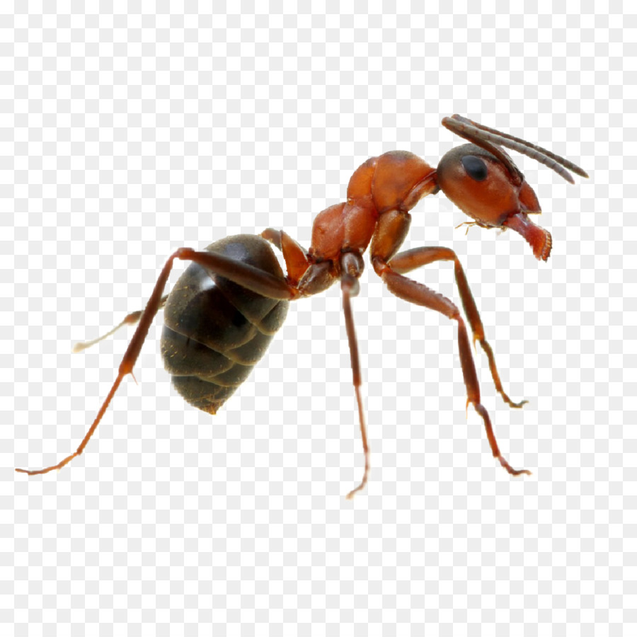 муравей，насекомое PNG