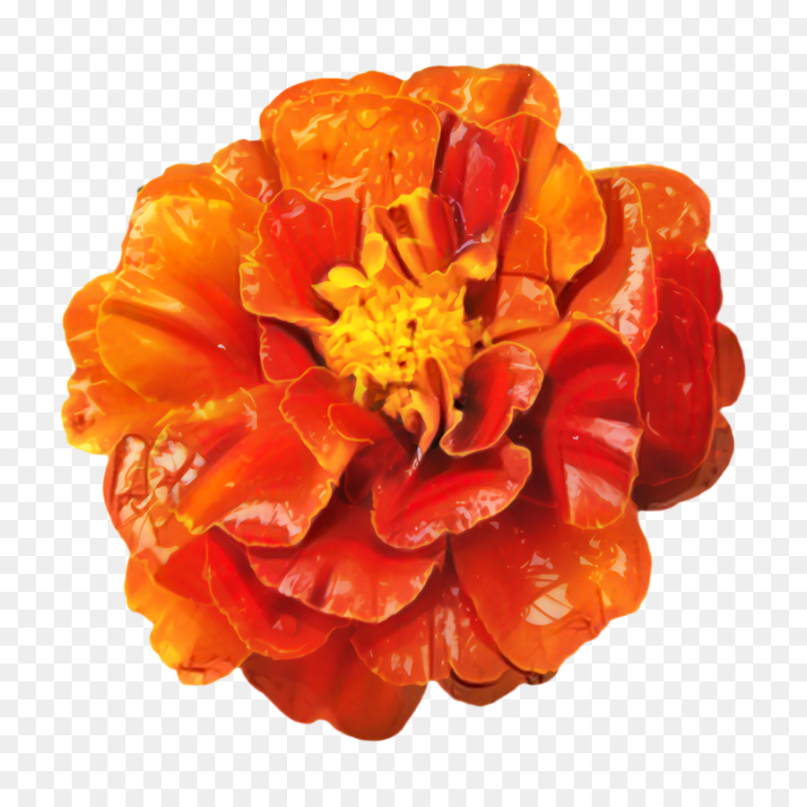 оранжевый，Календулы PNG
