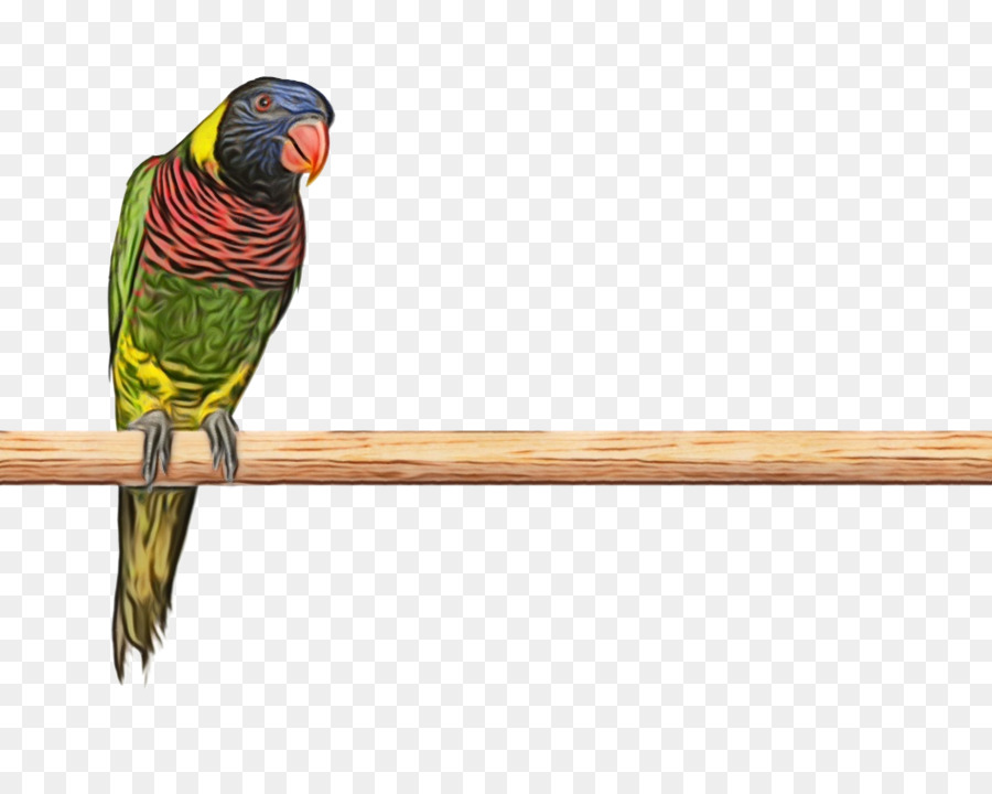 Ара，Parakeet PNG