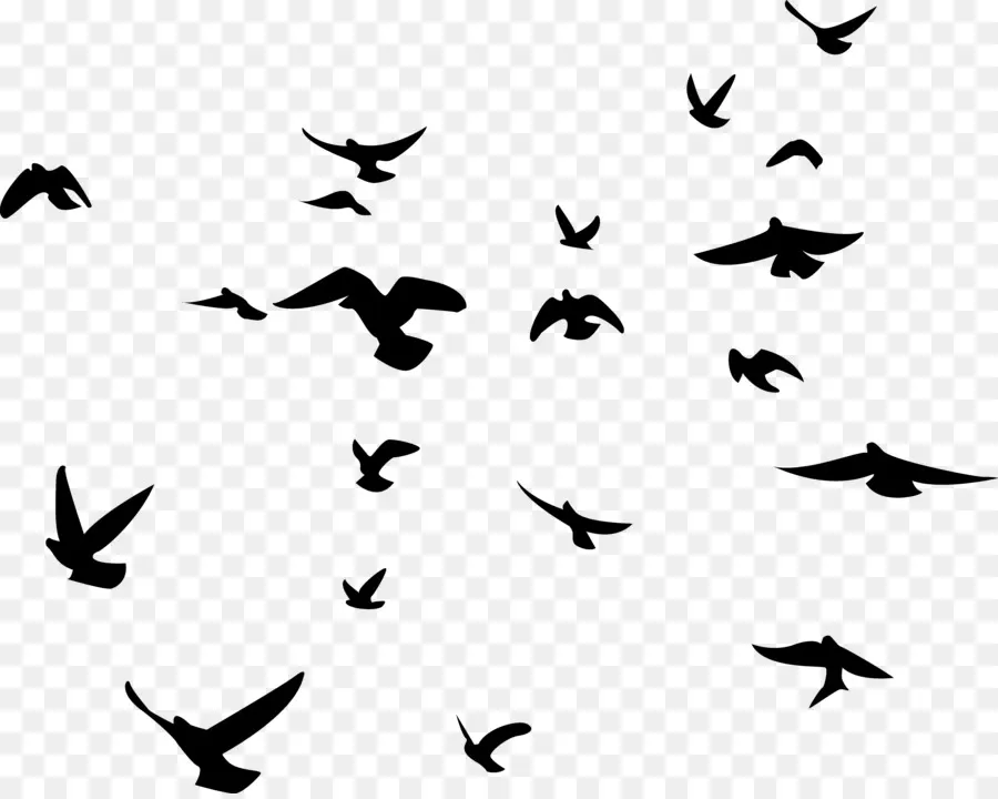 Птица，голуби и горлицы PNG