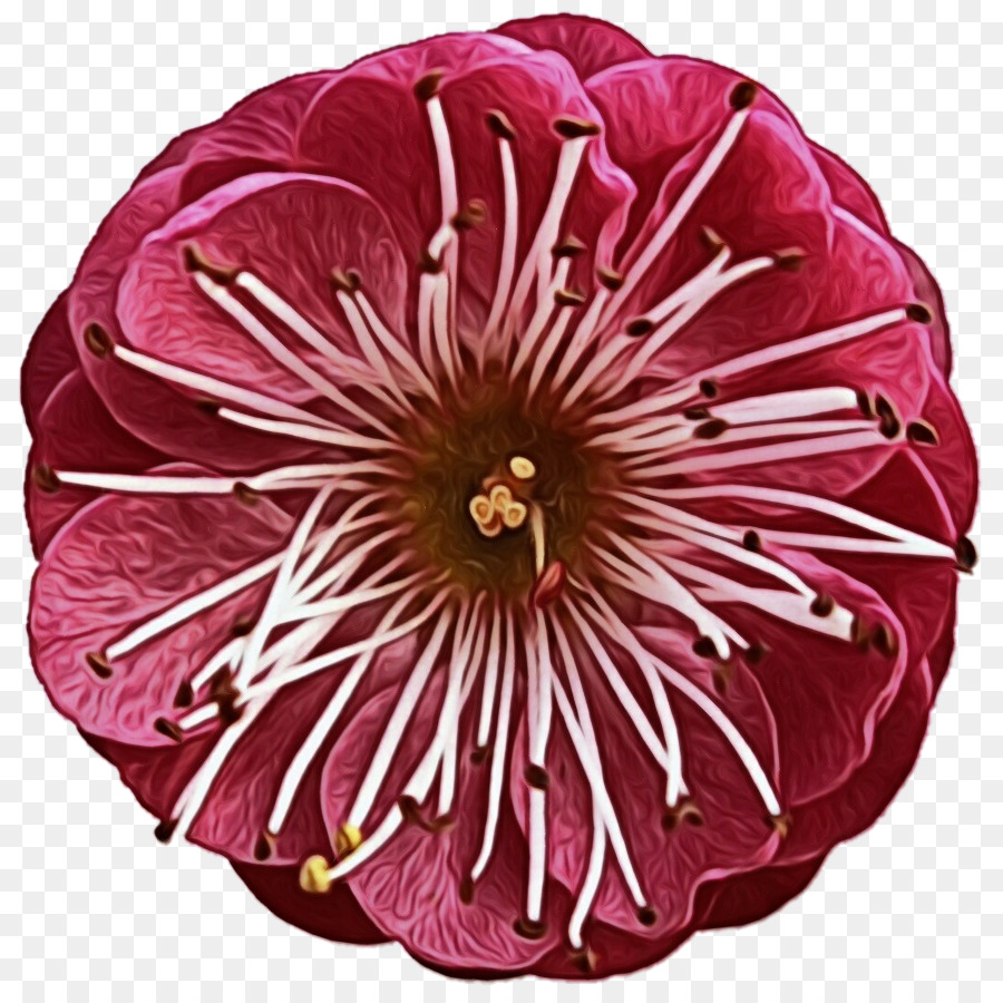 срезанные цветы，семья Роуз PNG