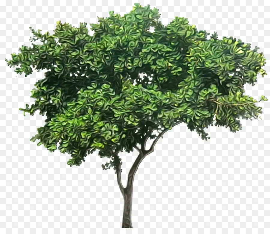Плакучая фига，Дерево PNG