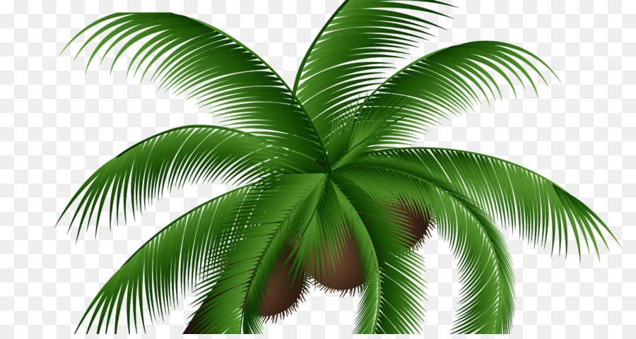 пальмы，королевская Пальма Regia PNG