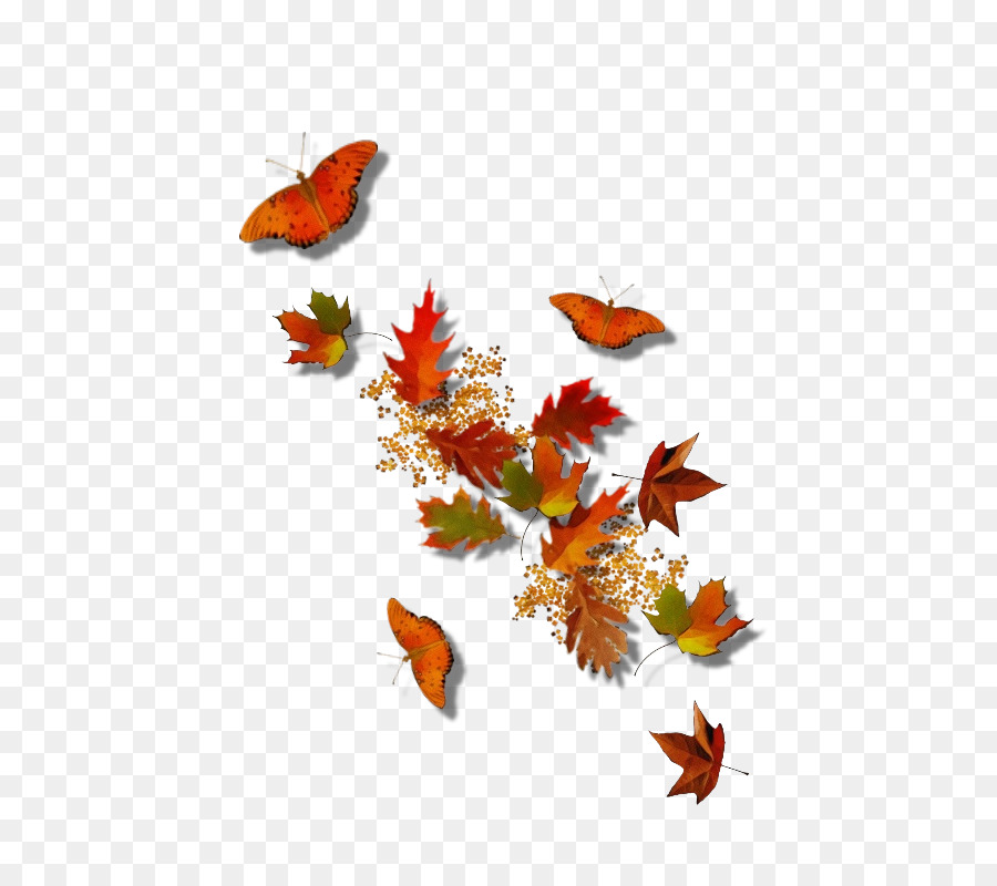 Осень，Бабочка PNG