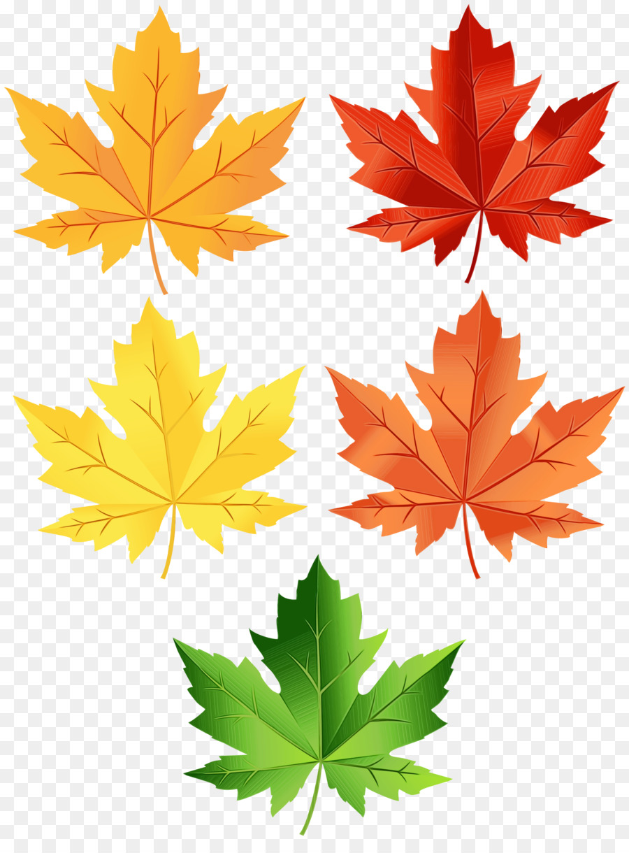 Разноцветный лист клена. Кленовый лист. Цветной лист. Кленовые листочки. Осенние листочки.