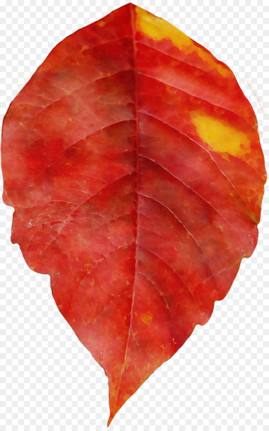 Лист，кленовый лист PNG