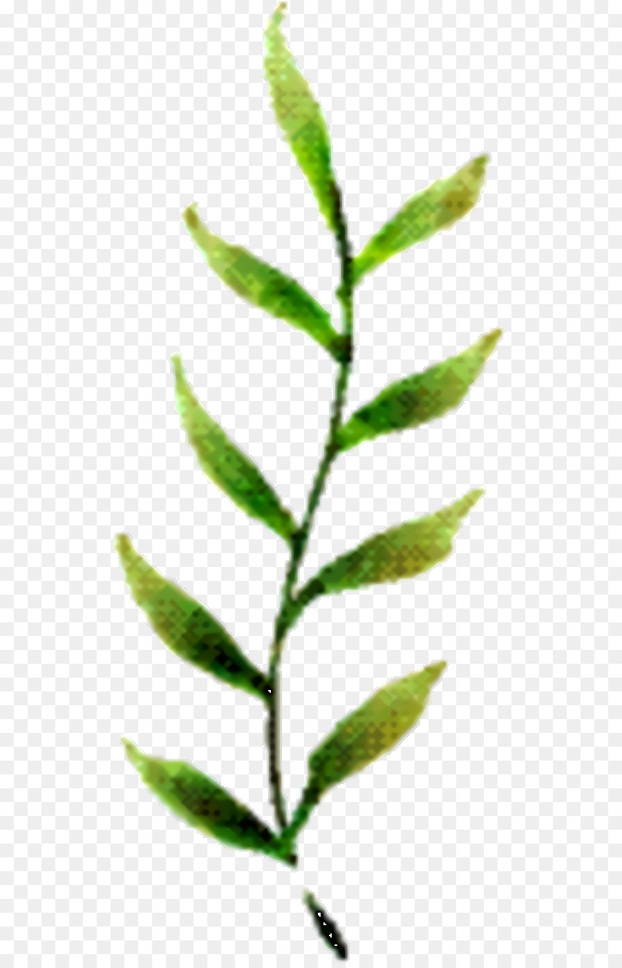 Лист，Стебель растения PNG