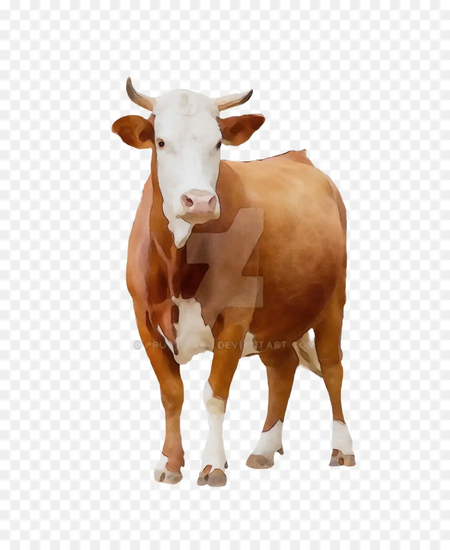Крупный рогатый скот，Теленок PNG