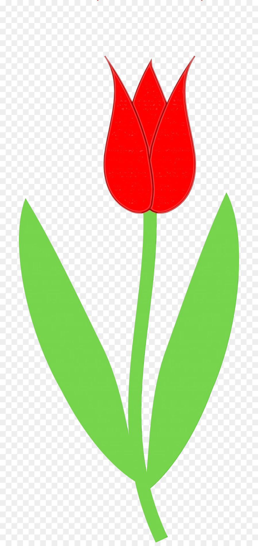 Тюльпан для детей