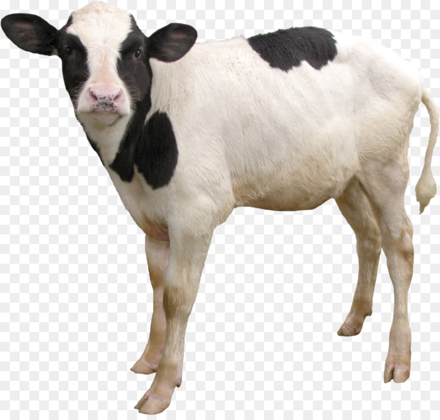 Теленок，таурин крупного рогатого скота PNG