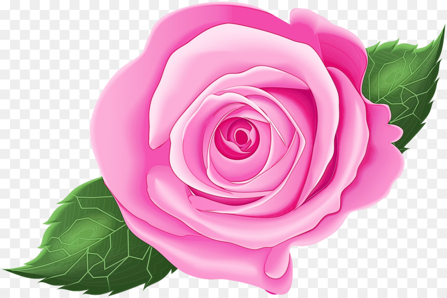 Сад роз，столистная роза PNG