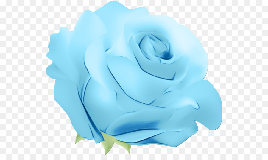 Голубая роза，Сад роз PNG