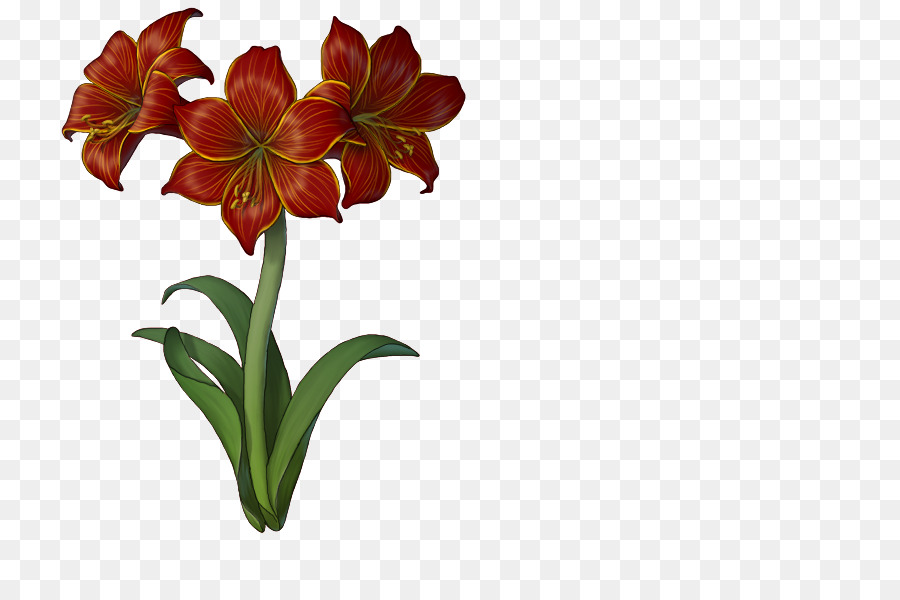 Джерси Лили，цветок PNG