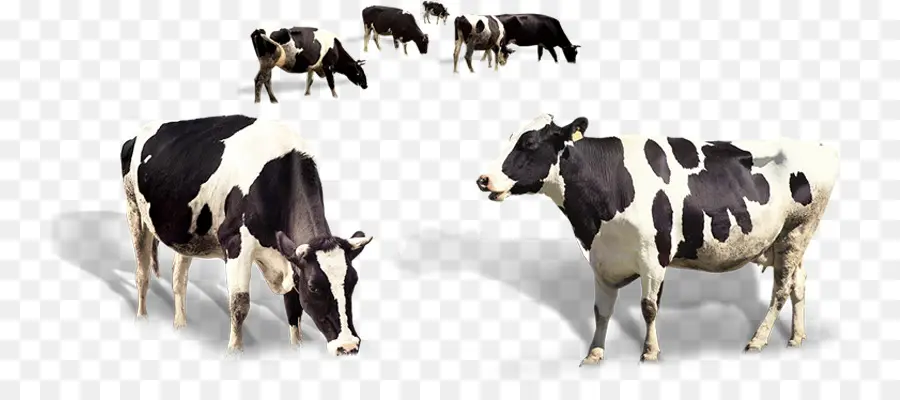 Голштино Фризской породы крупного рогатого скота，Теленок PNG
