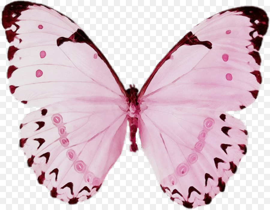 Бабочки розовые распечатать. Розовые бабочки. Бабочки на белом фоне. Разноцветные бабочки. Розовые бабочки на белом фоне.