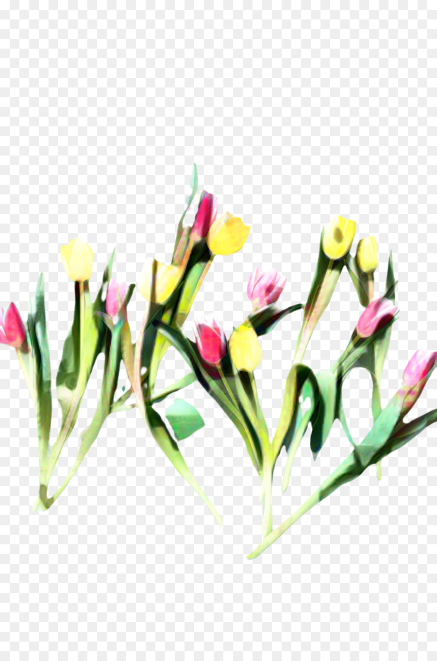 Тюльпан，цветочный дизайн PNG