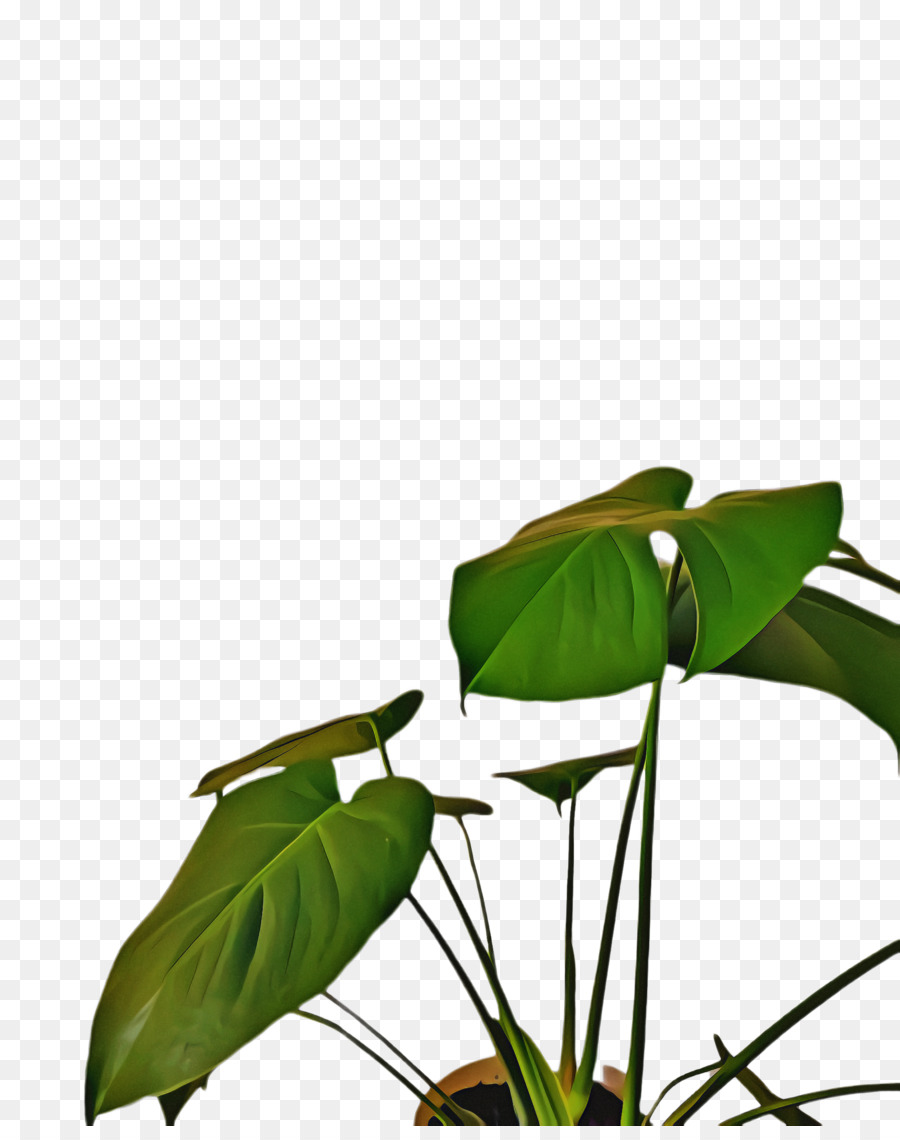 Лист，растения PNG