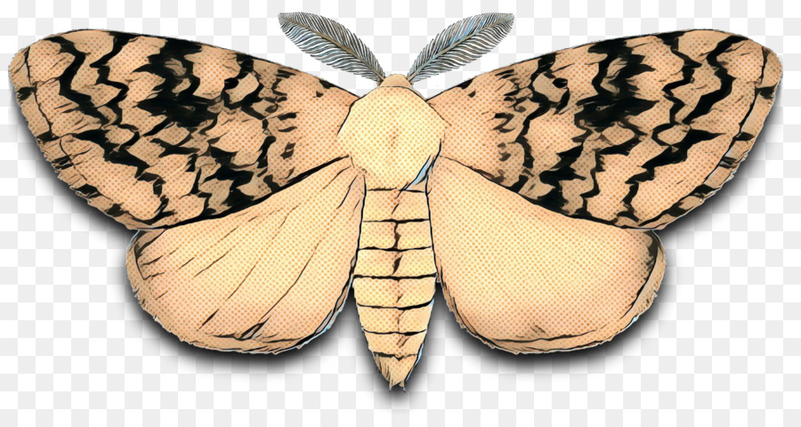 Тутовый шелкопряд рисунок. Тутовый шелкопряд бабочка. Бабочка шёлкопряд на белом фоне. Шелкопряд без фона. Шелкопряд вектор.