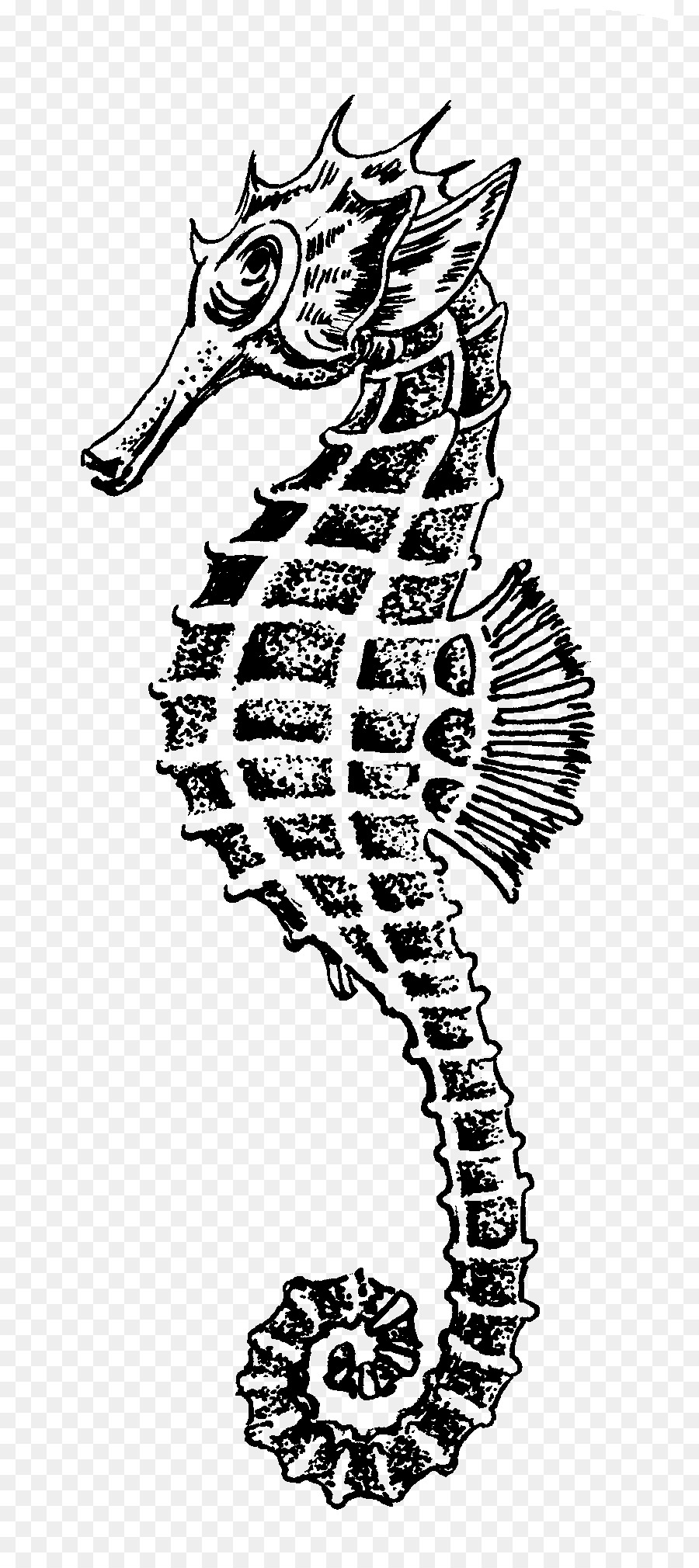 Рисунок，колючий морской конек PNG
