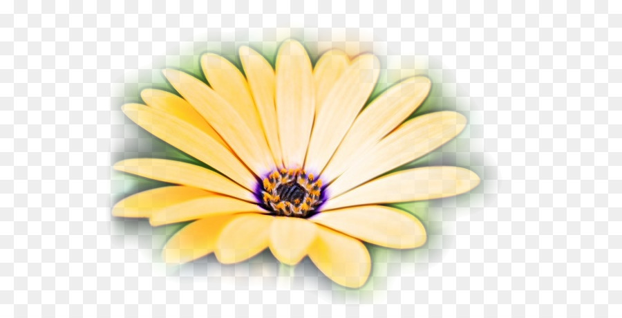 Общие Дейзи，цветок PNG