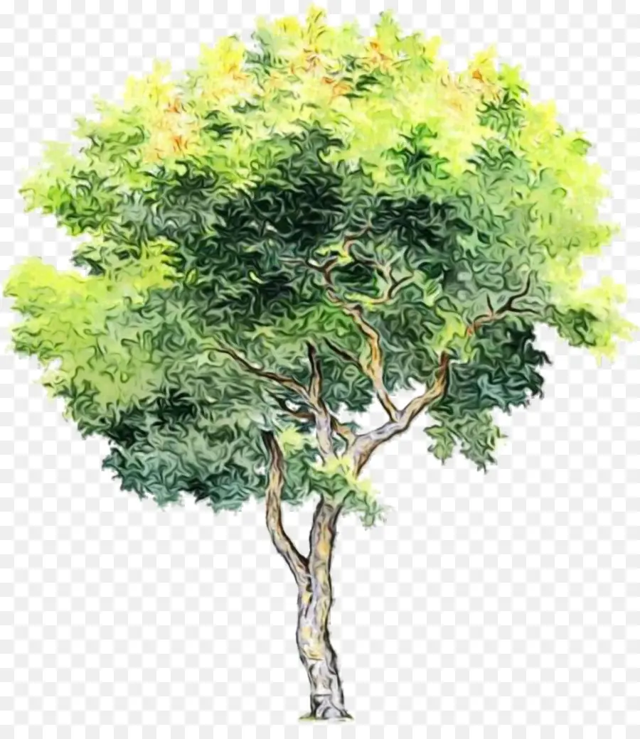 Дерево，акварельная живопись PNG