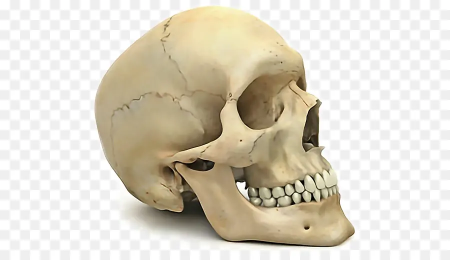 череп，Скелет человека PNG