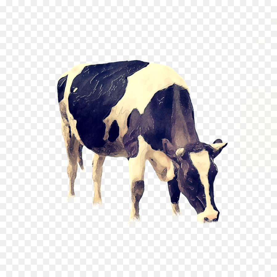 Ангус крупного рогатого скота，Голштино Фризской породы крупного рогатого скота PNG