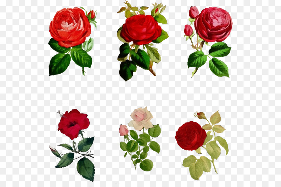 Роза，цветочный дизайн PNG