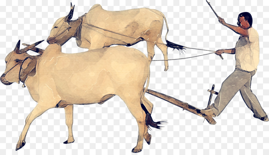 Крупный рогатый скот，Ox PNG