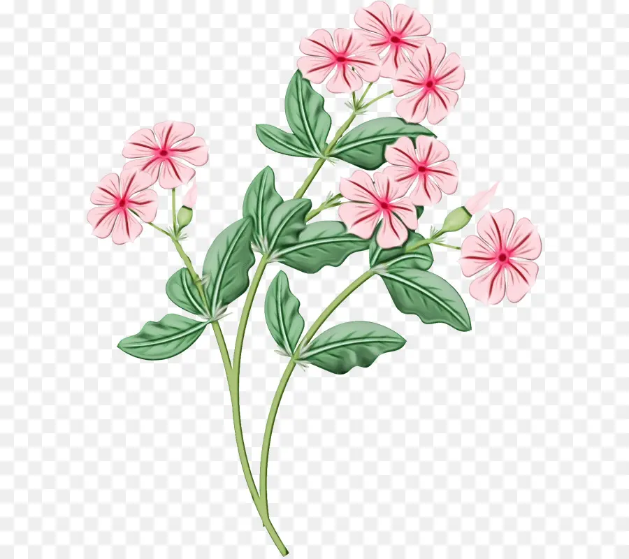 цветок，журавельник PNG