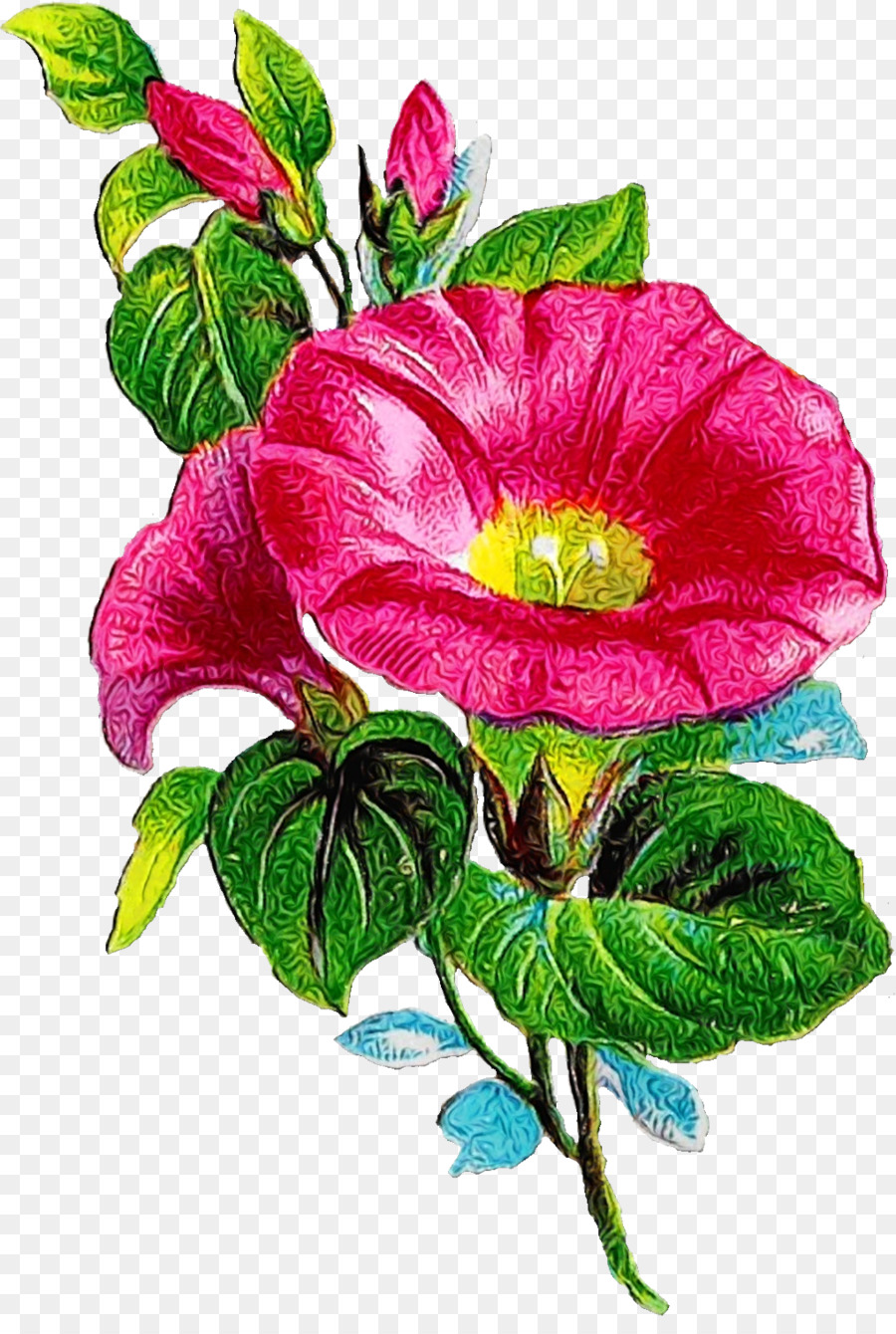 Утренняя слава，столистная роза PNG